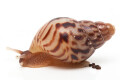 Lissachatina albopicta typ 2b juvenil